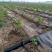 贴片滴灌带树苗蔬菜灌溉滴灌带大鹏灌溉水袋规格型号全