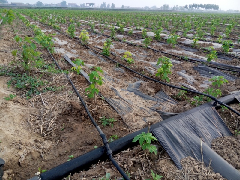 贴片滴灌带树苗蔬菜灌溉滴灌带大鹏灌溉水袋规格型号全