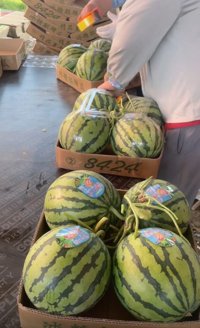 麒麟西瓜、甘肃麒麟西瓜、皮薄糖分高对接市场商超电商