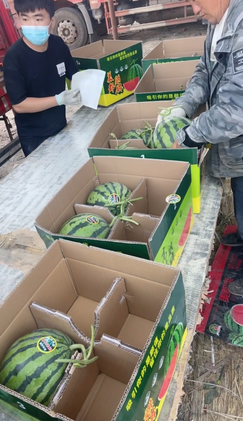 麒麟西瓜、甘肃麒麟西瓜、皮薄糖分高对接市场商超电商