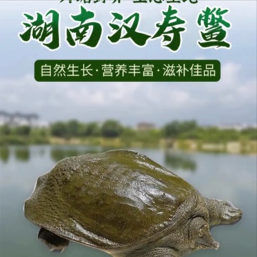 外塘甲鱼0.5-2.5斤，大量有货，欢迎全国各地的采购商