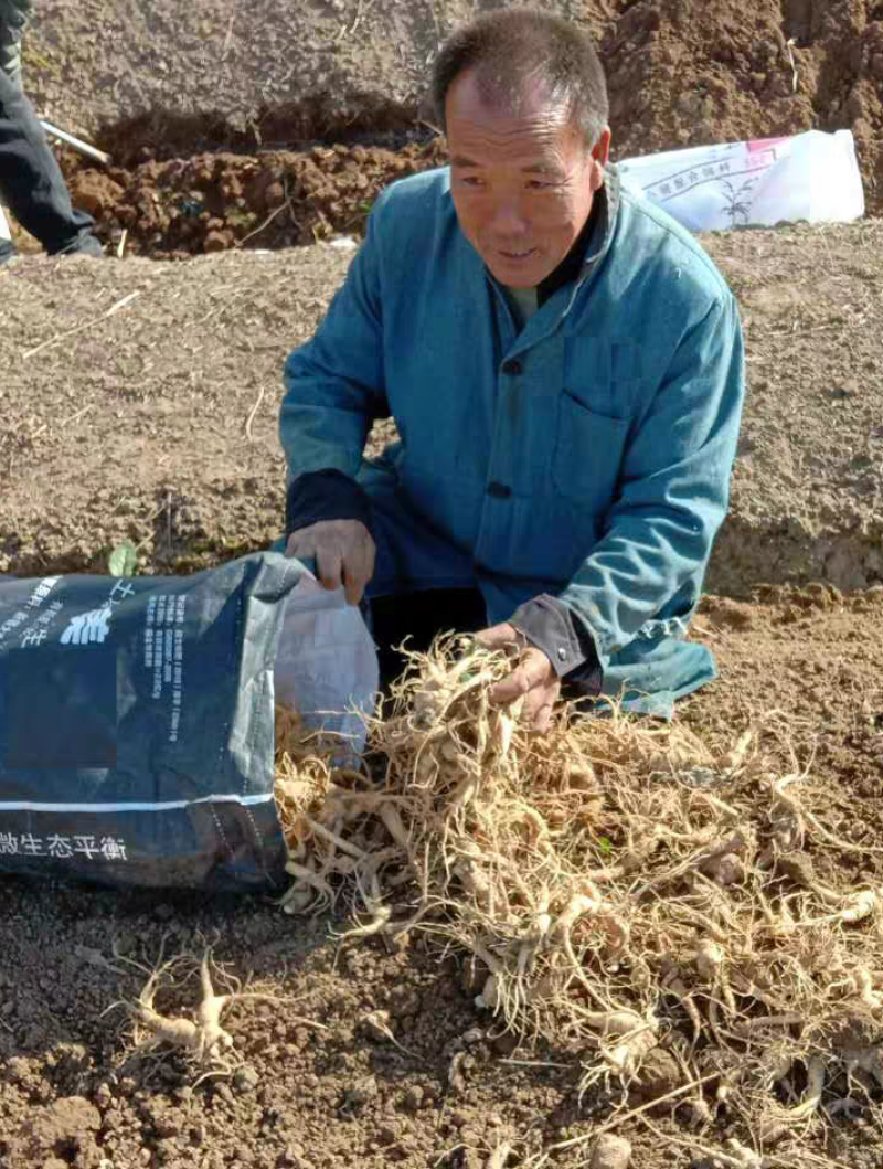 山东文登西洋参整根枝断条正宗人参洋参根须非进口参农自销批