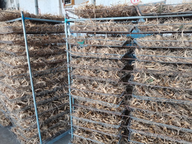 山东文登西洋参整根枝断条正宗人参洋参根须非进口参农自销批