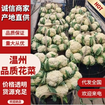 【精品】有机花菜,小米粒,根平叶净,保质保量,货源充足