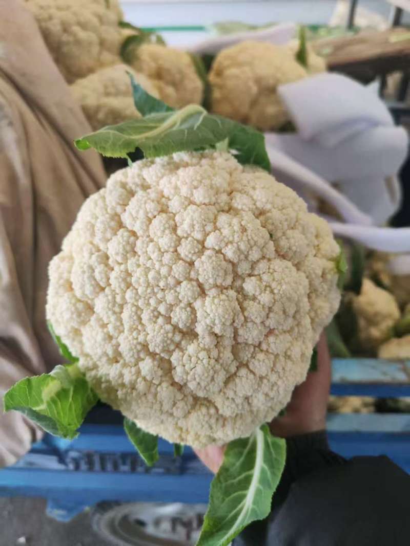 【精品】有机花菜，小米粒，根平叶净，保质保量，货源充足