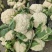 【精品】有机花菜,小米粒,根平叶净,保质保量,货源充足