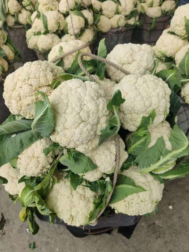 【精品】有机花菜，小米粒，根平叶净，保质保量，货源充足