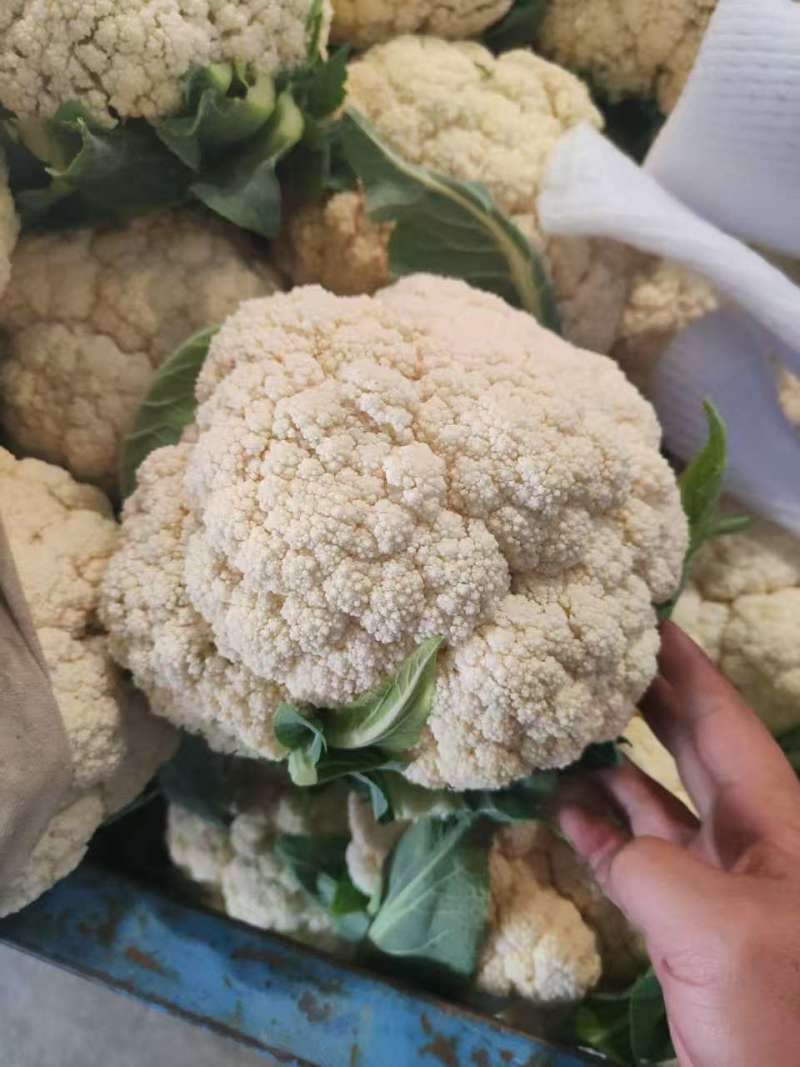 【精品】有机花菜，小米粒，根平叶净，保质保量，货源充足