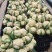【精品】有机花菜,小米粒,根平叶净,保质保量,货源充足