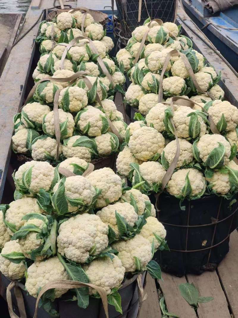 【精品】有机花菜，小米粒，根平叶净，保质保量，货源充足