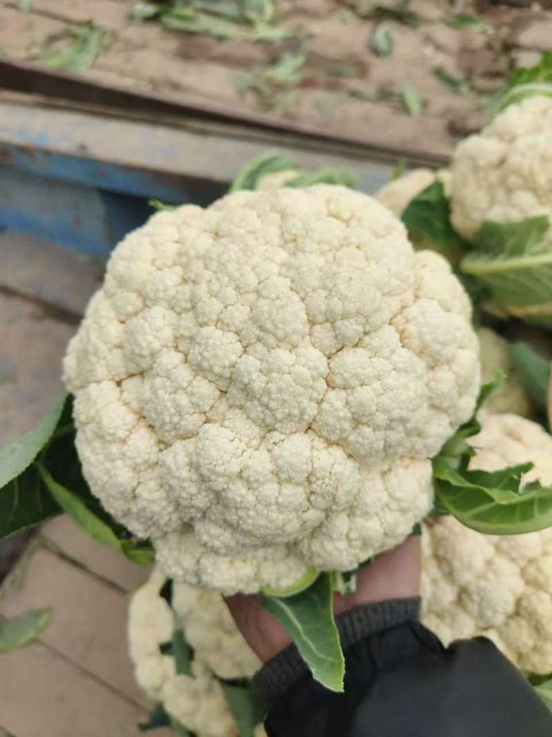 【精品】有机花菜，小米粒，根平叶净，保质保量，货源充足
