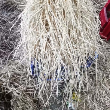 白茅根，产地一手货源，现货支持市场，商超，批发
