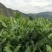 【批发价】明前特细正山小种红茶茶叶浓香型散装红茶