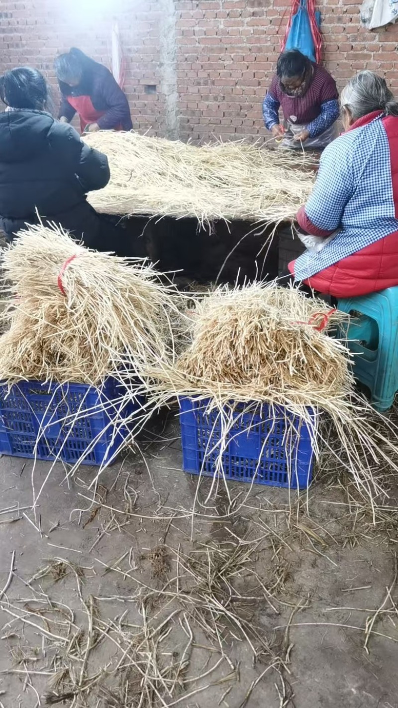 白茅根，产地一手货源，现货支持市场，商超，批发