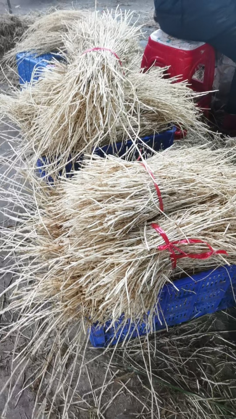 白茅根，产地一手货源，现货支持市场，商超，批发