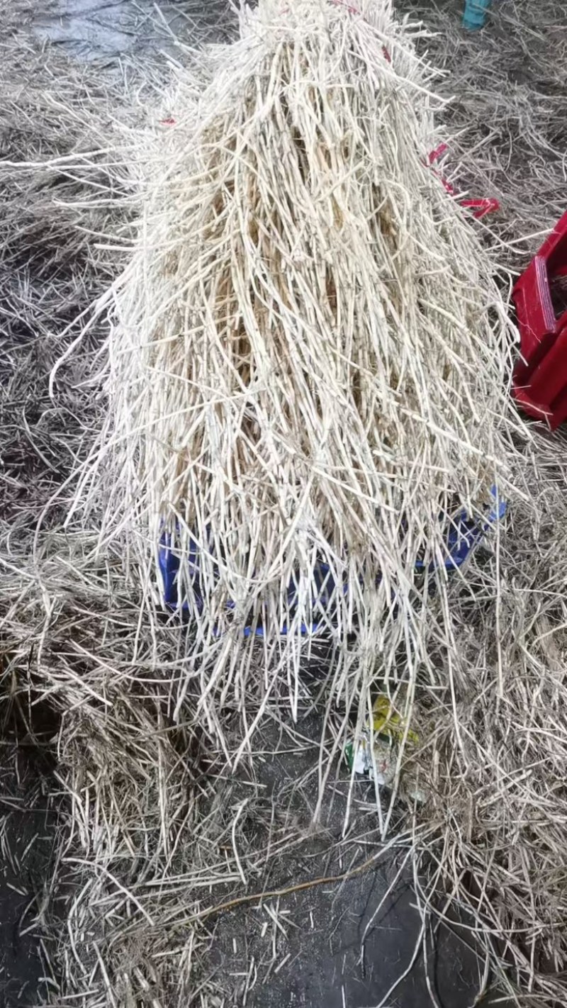 白茅根，产地一手货源，现货支持市场，商超，批发