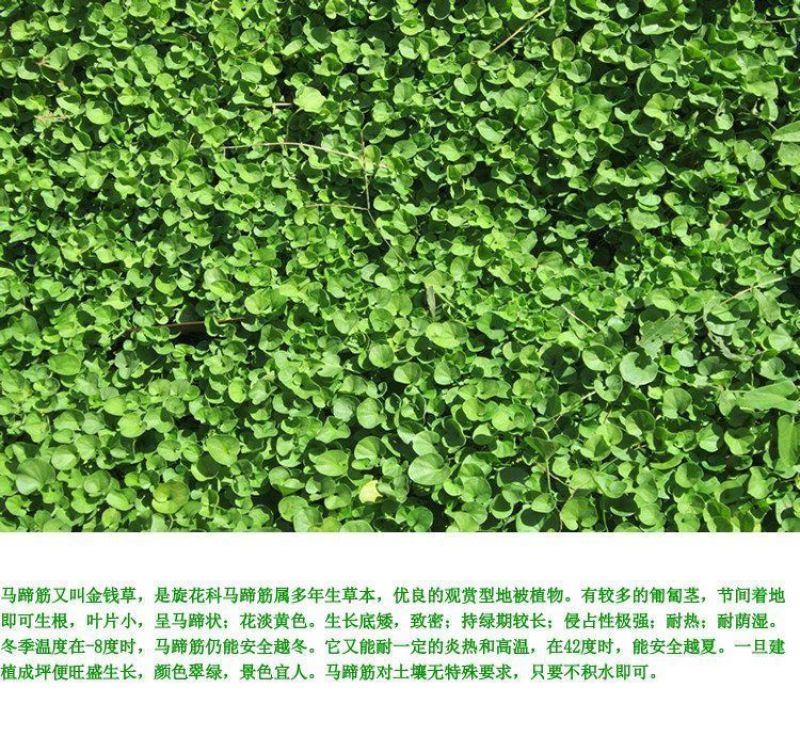 马蹄金种子盆栽花园小铜钱草种子草坪种子小金钱草籽易种家庭