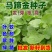 马蹄金种子盆栽花园小铜钱草种子草坪种子小金钱草籽易种家庭