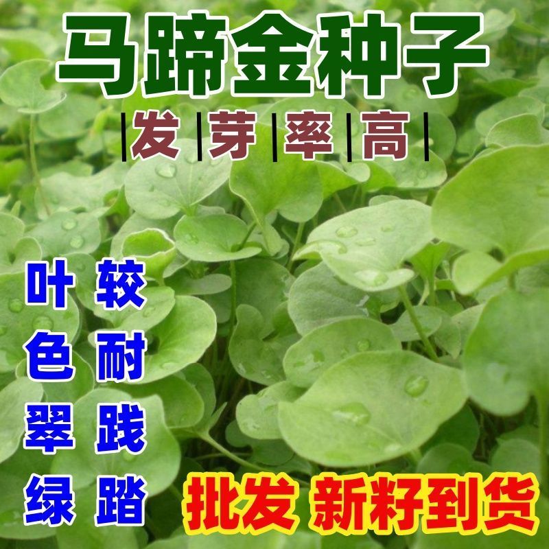 马蹄金种子盆栽花园小铜钱草种子草坪种子小金钱草籽易种家庭