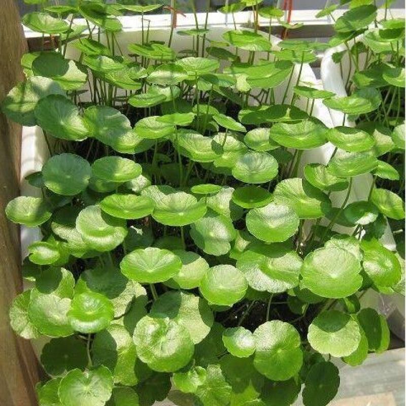 马蹄金种子盆栽花园小铜钱草种子草坪种子小金钱草籽易种家庭