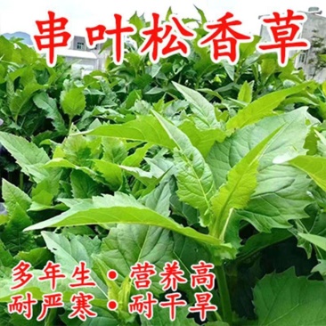 串叶松香草种子多年生饲用猪牛羊鹅优质牧草全国包邮厂家批发