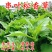 串叶松香草种子多年生饲用猪牛羊鹅优质牧草全国包邮厂家批发