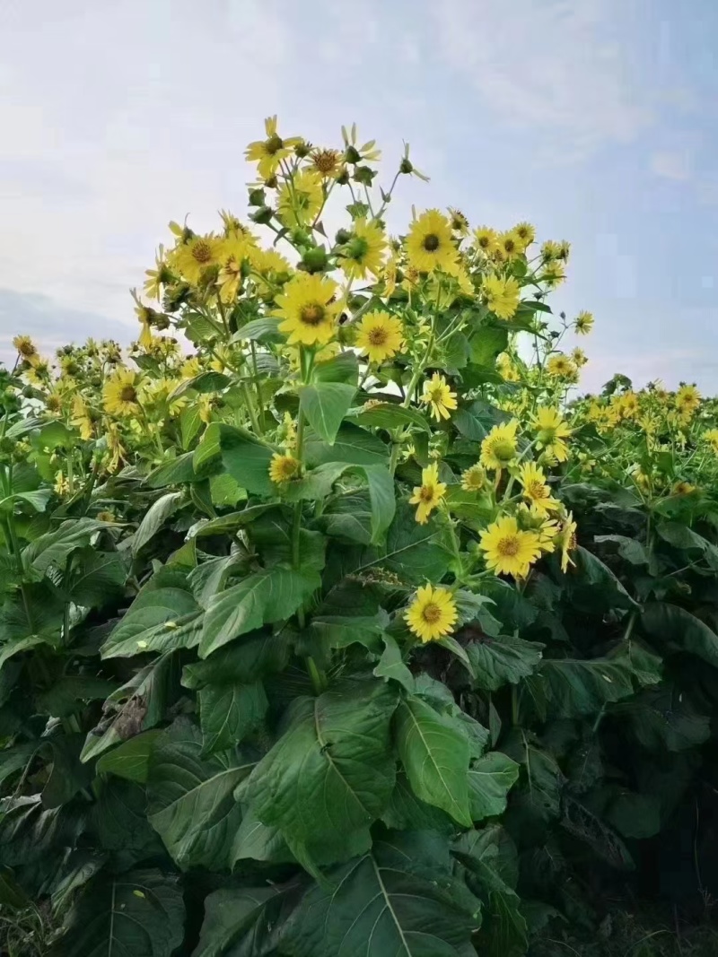 串叶松香草种子多年生饲用猪牛羊鹅优质牧草全国包邮厂家批发