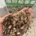 串叶松香草种子多年生饲用猪牛羊鹅优质牧草全国包邮厂家批发