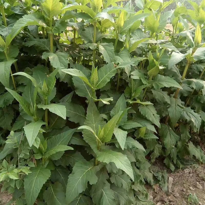串叶松香草种子多年生饲用猪牛羊鹅优质牧草全国包邮厂家批发