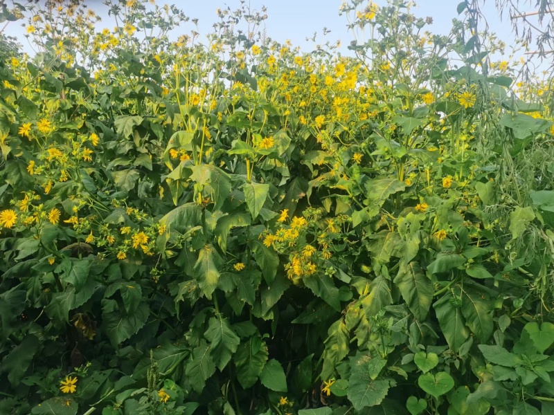 串叶松香草种子多年生饲用猪牛羊鹅优质牧草全国包邮厂家批发