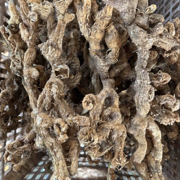 黄精长条（华芸山品牌）