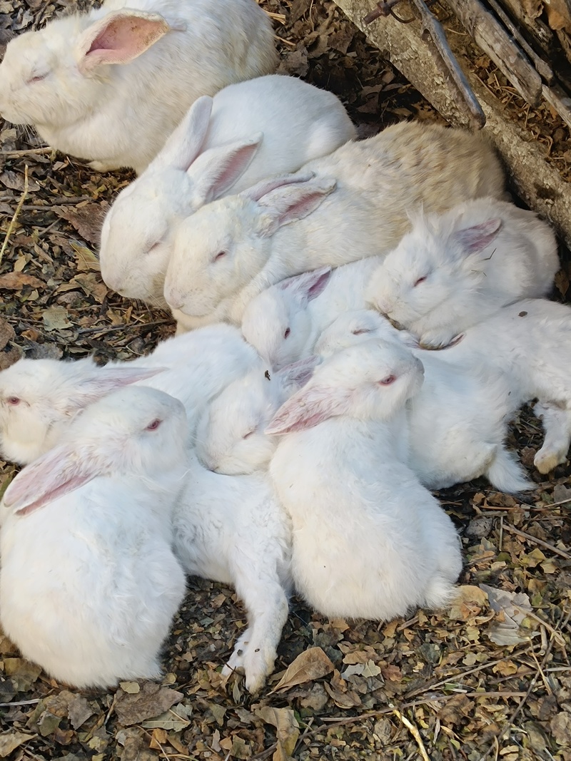 新西兰纯种肉兔