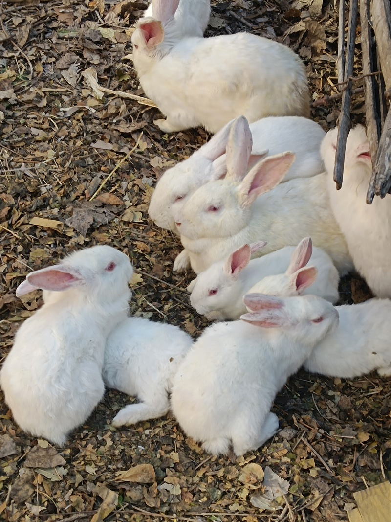 新西兰纯种肉兔