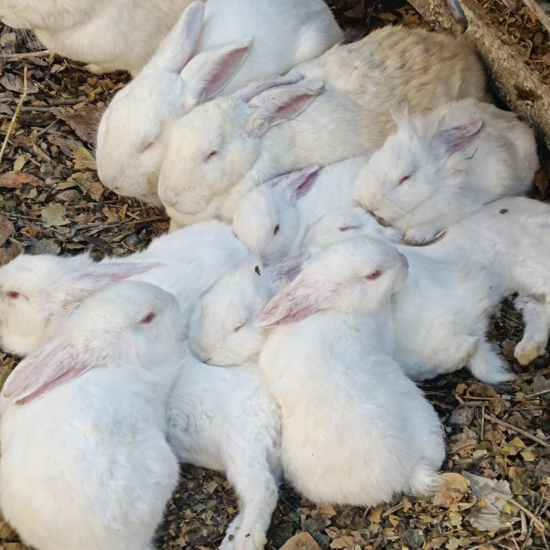 新西兰纯种肉兔
