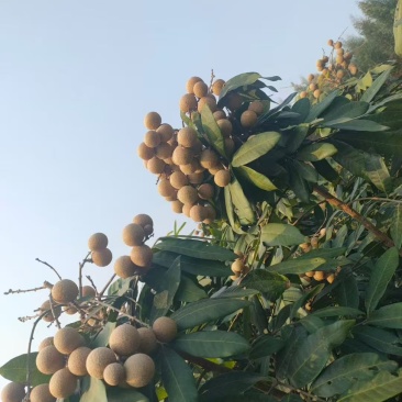 广西龙眼，现摘现发，支持一件代发