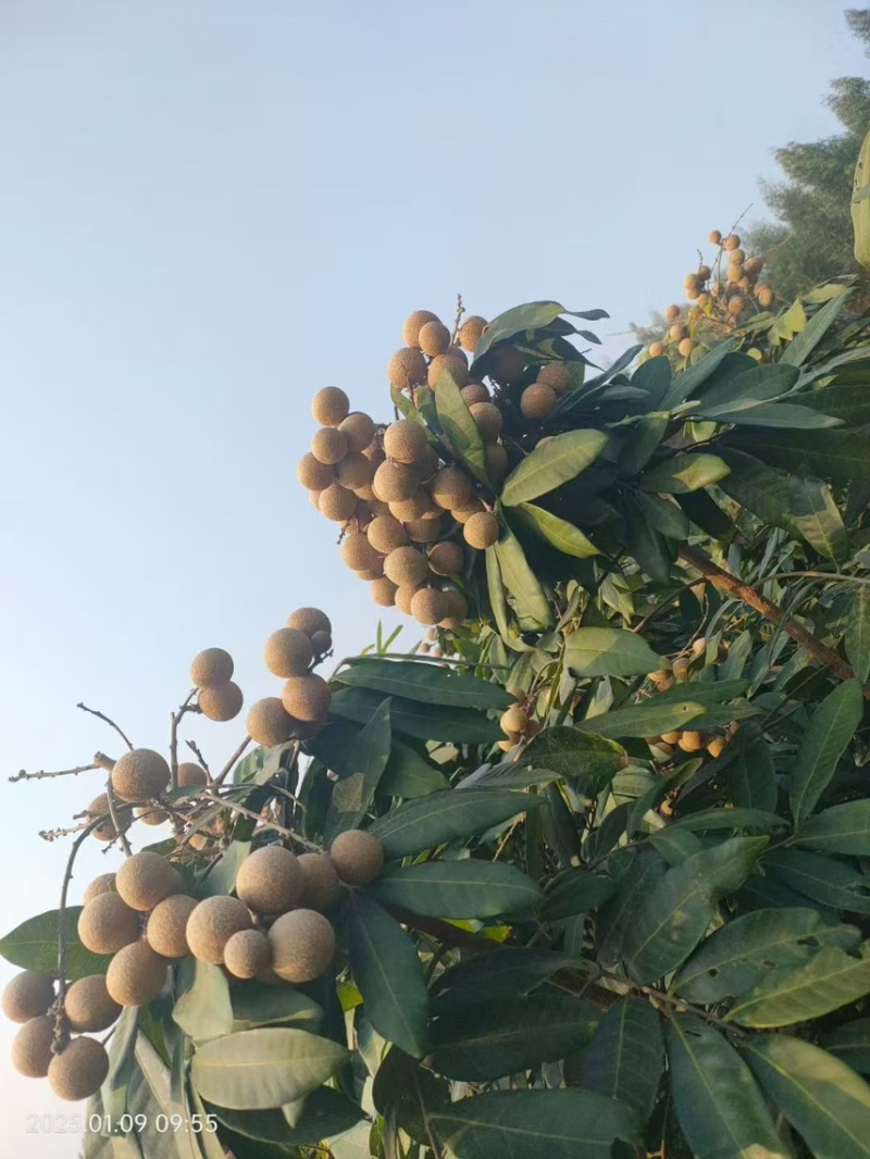 广西龙眼，现摘现发，支持一件代发