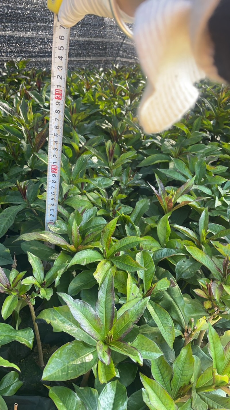 硬枝黄蝉福建漳州基地直发