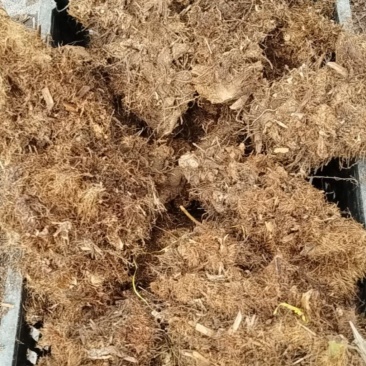 绿植盆景红磷蕨产地直销