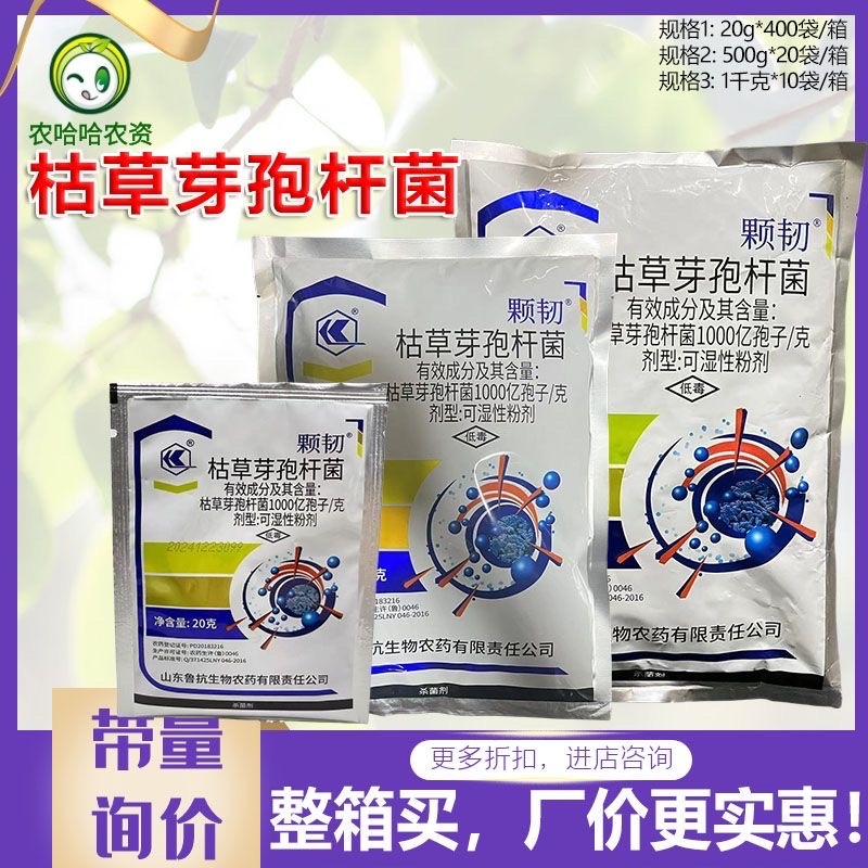 鲁抗颗韧枯草芽孢杆菌杀菌剂小麦赤霉病黄瓜白粉病