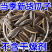 】原味瓜子焦糖核桃红枣味五香葵瓜子新货批发