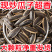 】原味瓜子焦糖核桃红枣味五香葵瓜子新货批发