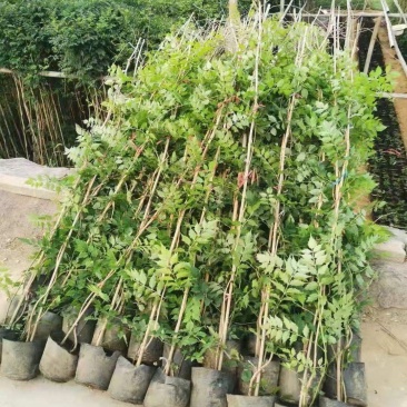 精品凌霄优质凌霄自产自销