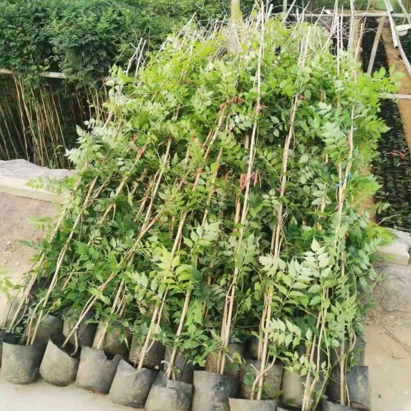 精品凌霄优质凌霄自产自销