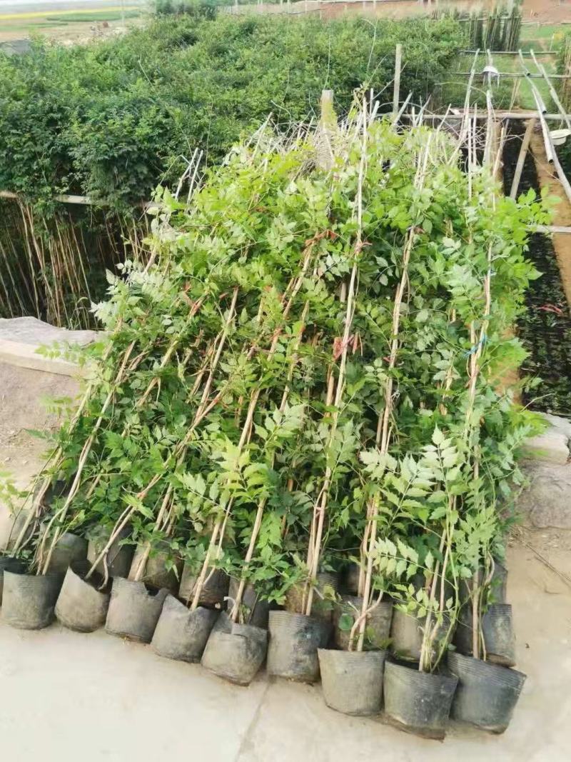 精品凌霄优质凌霄自产自销