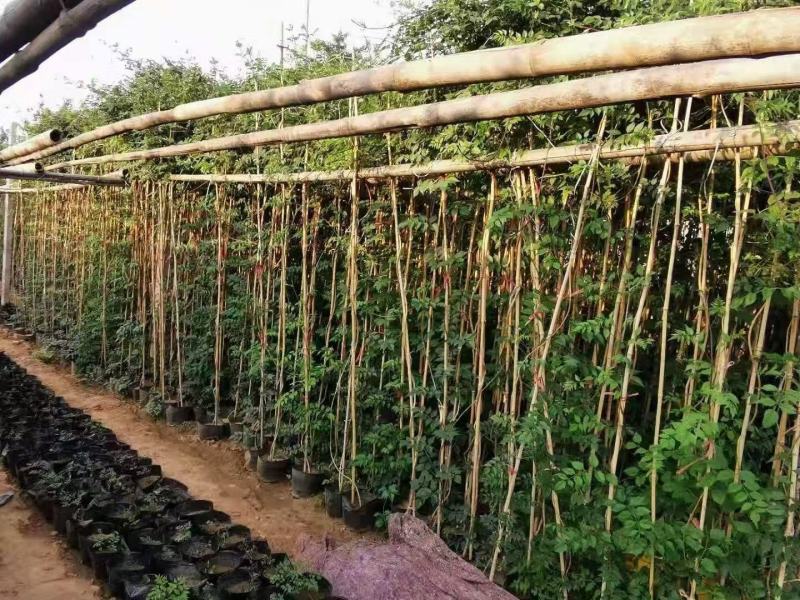 精品凌霄优质凌霄自产自销