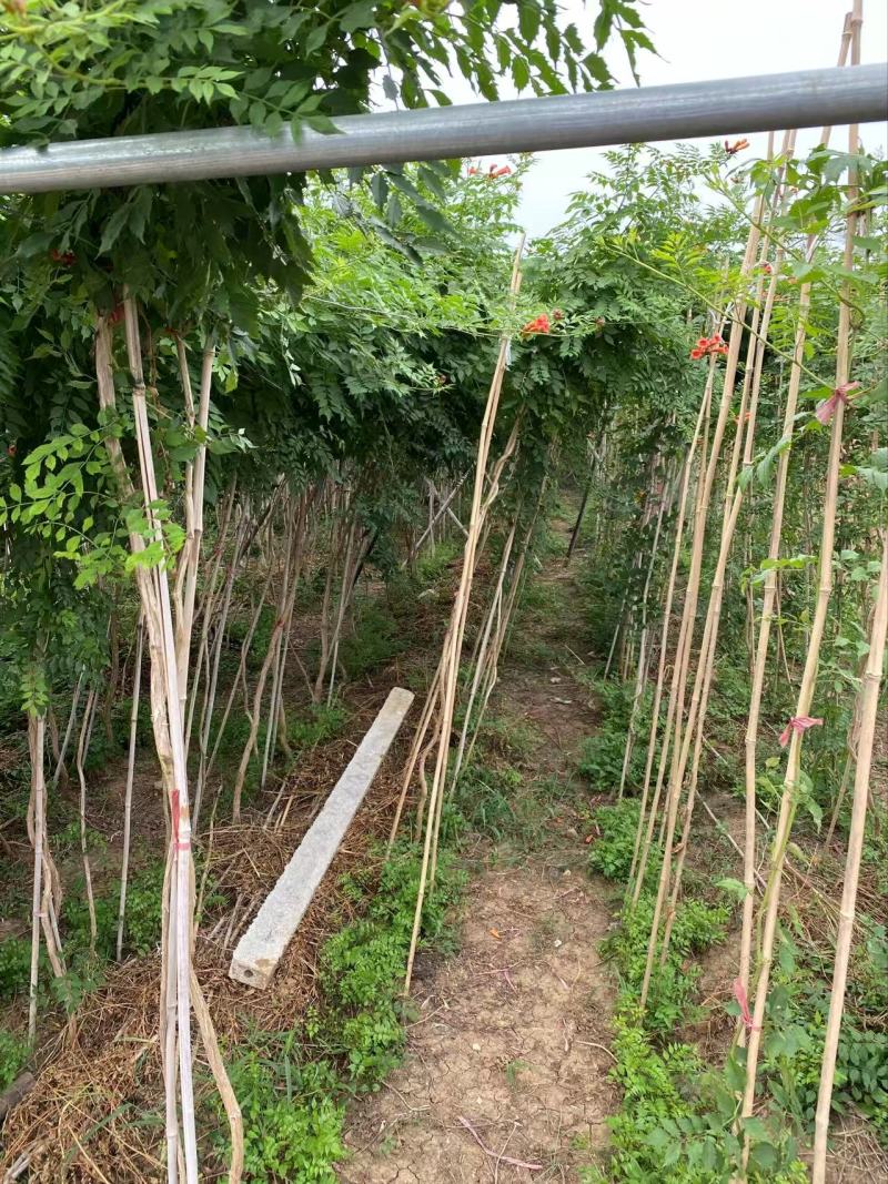 精品凌霄优质凌霄自产自销