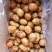 黄心土豆带泥V7出货前会翻包，7000吨，河北湖北有货