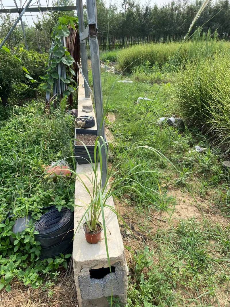 精品喷泉狼尾草