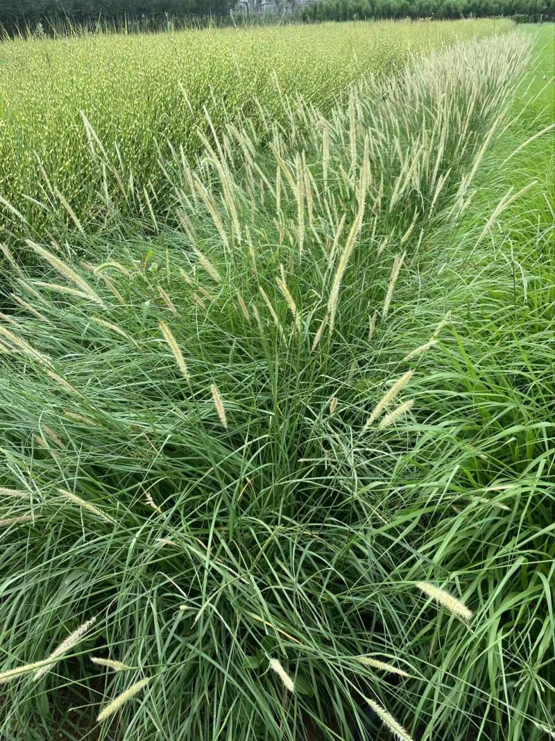精品喷泉狼尾草