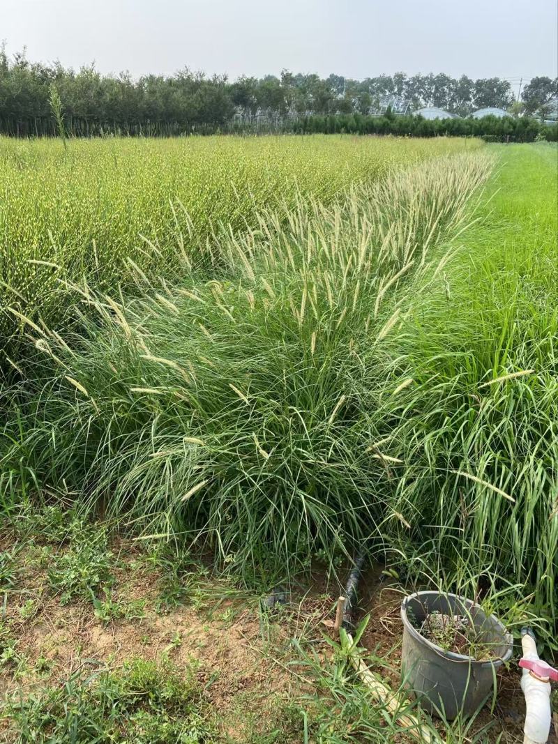 精品喷泉狼尾草